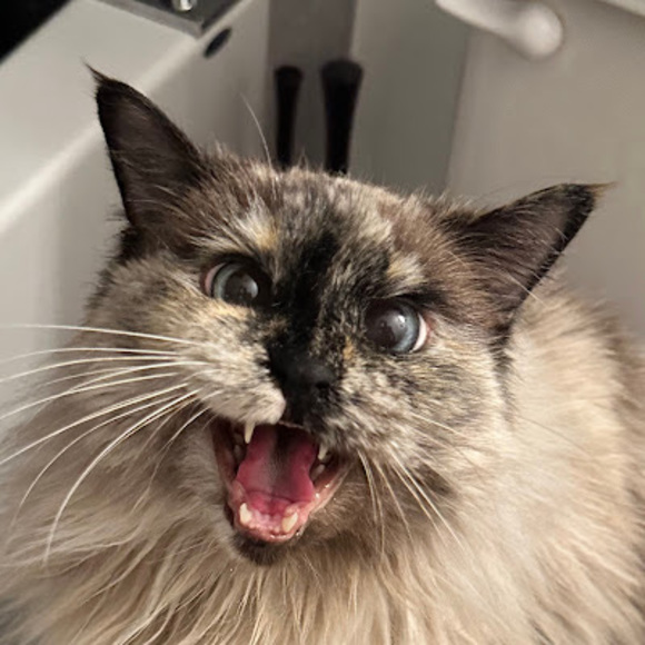 Meet your Posher, Tj - Picture 1 of 1